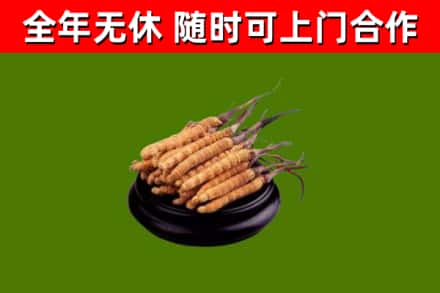 阿城烟酒回收冬虫夏草.jpg